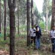 Oscar Santaclara measuring hybrid pines