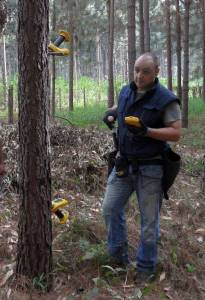 Oscar_Santaclara_measuring_hybrid_pines